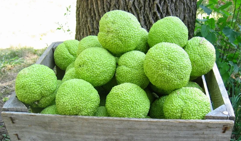 Osage Orange Tree (Maclura pomifera) Live Plant 16-24 Inches Tall for Hedges Osage Orange Tree (Maclura pomifera) Live Plant 16-24 Inches Tall for Hedges - Image 4