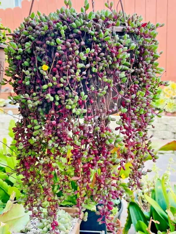 Othonna Capensis Ruby Necklace Seeds - Hanging Succulent - 100+ Seeds - Indoor & Outdoor - Image 2