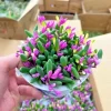 Othonna Capensis Ruby Necklace Seeds - Hanging Succulent - 100+ Seeds - Indoor & Outdoor - Image 1