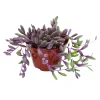 Othonna Capensis 'Ruby Necklace' Succulent Live Plant - 2 Inch Pot Othonna Capensis 'Ruby Necklace' Succulent Live Plant - 2 Inch Pot - Image 1