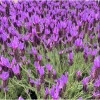 Otto Quast Lavender Live Plant - Spanish Lavender, 4-6 Inch Tall, 2 Pack Otto Quast Lavender Live Plant - Spanish Lavender, 4-6 Inch Tall, 2 Pack - Image 1
