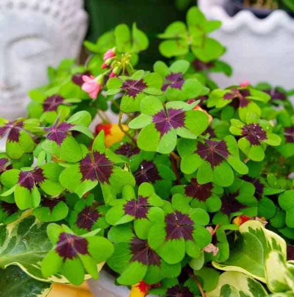 Oxalis Iron Cross Live Plant - Good Luck Shamrock for Indoor & Outdoor Oxalis Iron Cross Live Plant - Good Luck Shamrock for Indoor & Outdoor - Image 2