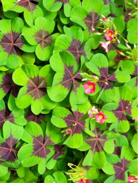 Oxalis Iron Cross Live Plant - Good Luck Shamrock for Indoor & Outdoor Oxalis Iron Cross Live Plant - Good Luck Shamrock for Indoor & Outdoor - Image 3