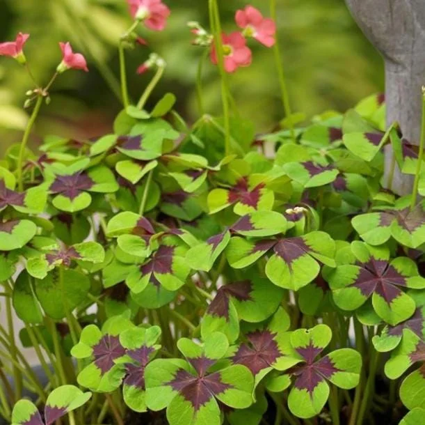 Oxalis Iron Cross Live Plant - Good Luck Shamrock for Indoor & Outdoor Oxalis Iron Cross Live Plant - Good Luck Shamrock for Indoor & Outdoor - Image 4