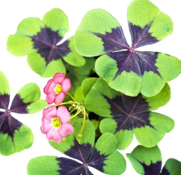 Oxalis Iron Cross Live Plant - Good Luck Shamrock for Indoor & Outdoor Oxalis Iron Cross Live Plant - Good Luck Shamrock for Indoor & Outdoor - Image 5