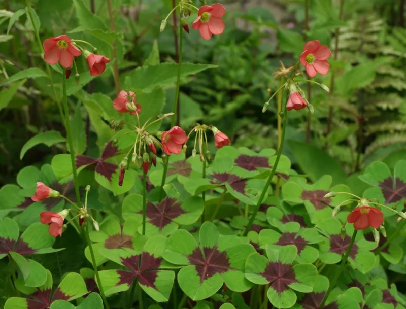 Oxalis Iron Cross Live Plant - Good Luck Shamrock for Indoor & Outdoor Oxalis Iron Cross Live Plant - Good Luck Shamrock for Indoor & Outdoor - Image 6