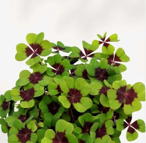 Oxalis Iron Cross Live Plant - Good Luck Shamrock for Indoor & Outdoor Oxalis Iron Cross Live Plant - Good Luck Shamrock for Indoor & Outdoor - Image 7