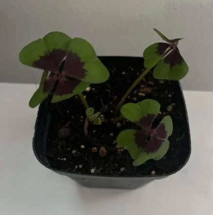 Oxalis Iron Cross Live Plant - Good Luck Shamrock for Indoor & Outdoor Oxalis Iron Cross Live Plant - Good Luck Shamrock for Indoor & Outdoor - Image 8