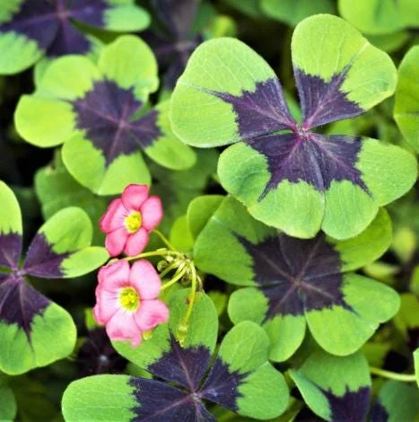 Oxalis Iron Cross Live Plant - Good Luck Shamrock for Indoor & Outdoor Oxalis Iron Cross Live Plant - Good Luck Shamrock for Indoor & Outdoor - Image 1