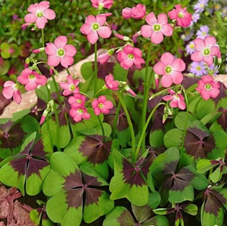 Oxalis Iron Cross Live Plant – Ornamental Flowering Plant in 4 Inch Pot Oxalis Iron Cross Live Plant – Ornamental Flowering Plant in 4 Inch Pot - Image 2