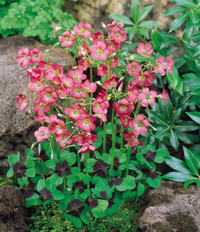 Oxalis Iron Cross Live Plant – Ornamental Flowering Plant in 4 Inch Pot Oxalis Iron Cross Live Plant – Ornamental Flowering Plant in 4 Inch Pot - Image 3