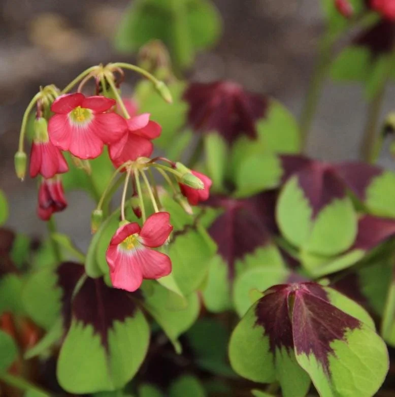 Oxalis Iron Cross Live Plant – Ornamental Flowering Plant in 4 Inch Pot Oxalis Iron Cross Live Plant – Ornamental Flowering Plant in 4 Inch Pot - Image 4