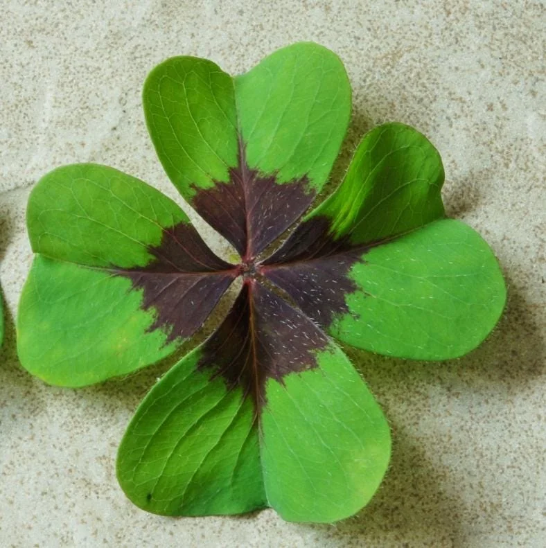 Oxalis Iron Cross Live Plant – Ornamental Flowering Plant in 4 Inch Pot Oxalis Iron Cross Live Plant – Ornamental Flowering Plant in 4 Inch Pot - Image 5