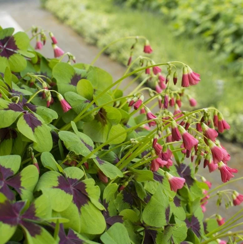 Oxalis Iron Cross Live Plant – Ornamental Flowering Plant in 4 Inch Pot Oxalis Iron Cross Live Plant – Ornamental Flowering Plant in 4 Inch Pot - Image 6