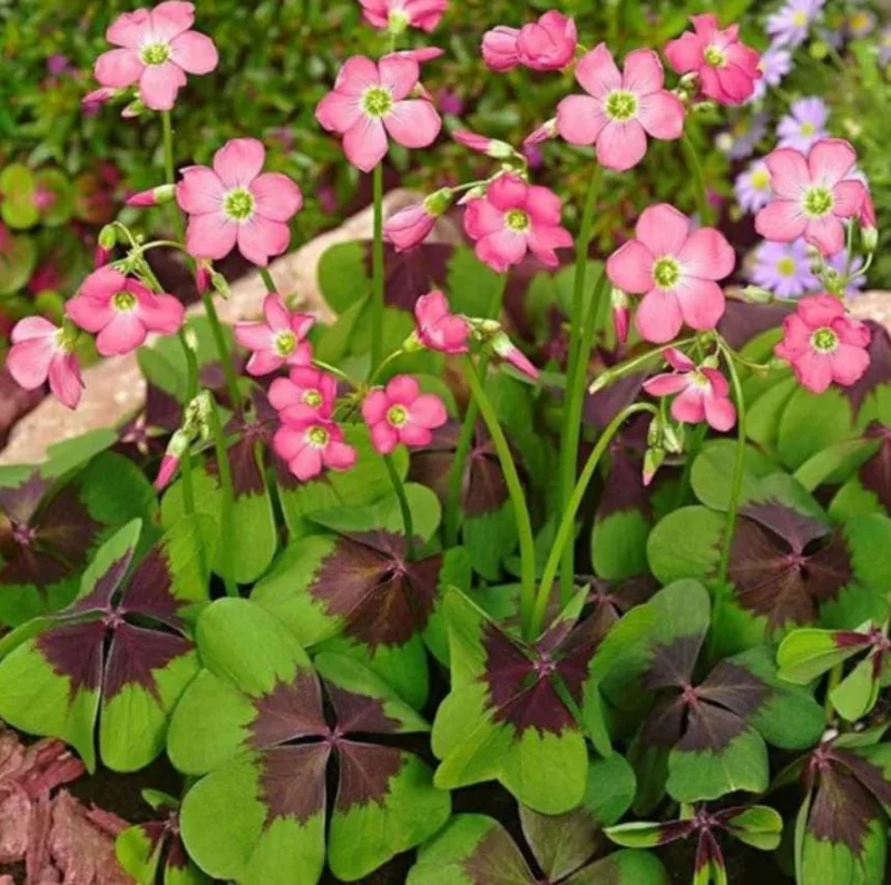 Oxalis Iron Cross Live Plant – Ornamental Flowering Plant in 4 Inch Pot Oxalis Iron Cross Live Plant – Ornamental Flowering Plant in 4 Inch Pot - Image 7