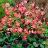 Oxalis Iron Cross Live Plant – Ornamental Flowering Plant in 4 Inch Pot Oxalis Iron Cross Live Plant – Ornamental Flowering Plant in 4 Inch Pot - Image 1