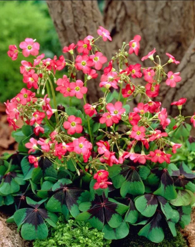 Oxalis Iron Cross Live Plant – Ornamental Flowering Plant in 4 Inch Pot Oxalis Iron Cross Live Plant – Ornamental Flowering Plant in 4 Inch Pot - Image 1