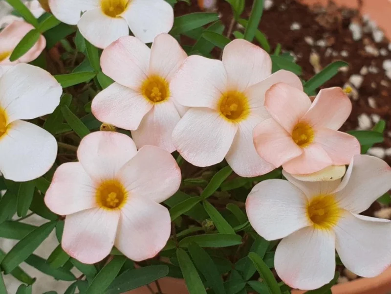 Oxalis Polar Aurora Live Plant – Ornamental Flowering – 4 Inch Pot – White Blooms - Image 2
