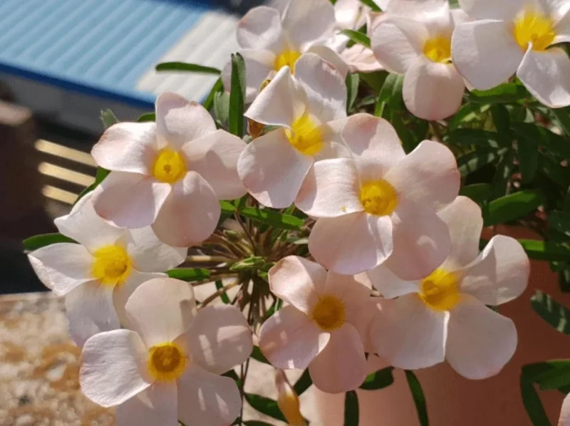 Oxalis Polar Aurora Live Plant – Ornamental Flowering – 4 Inch Pot – White Blooms - Image 1