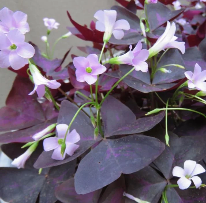 Oxalis Shamrock Live Plant – Deep Purple Foliage – Small – Edible Ground Cover - Image 2