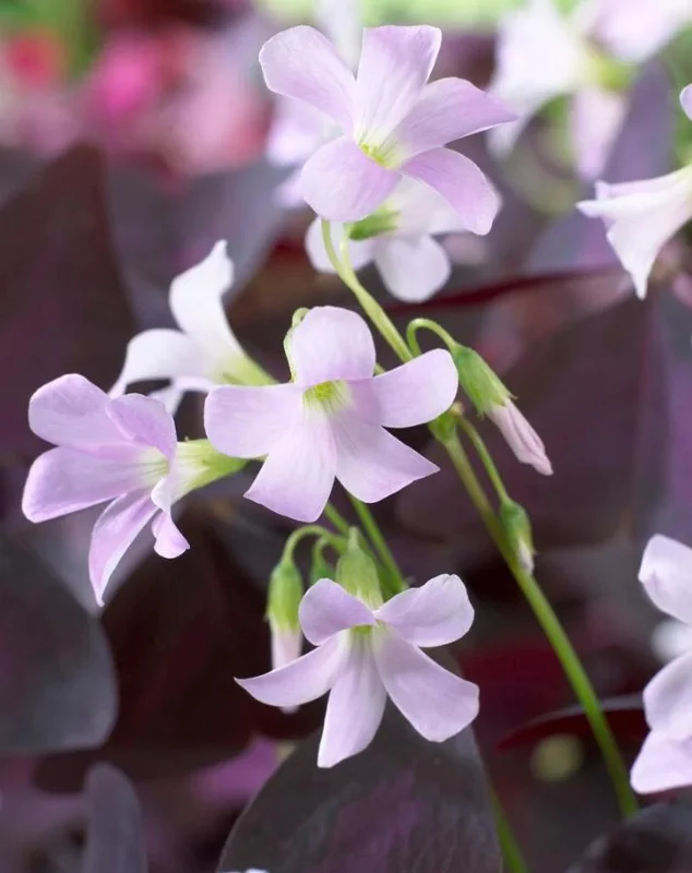 Oxalis Shamrock Live Plant – Deep Purple Foliage – Small – Edible Ground Cover Oxalis Shamrock Live Plant – Deep Purple Foliage – Small – Edible Ground Cover - Image 3
