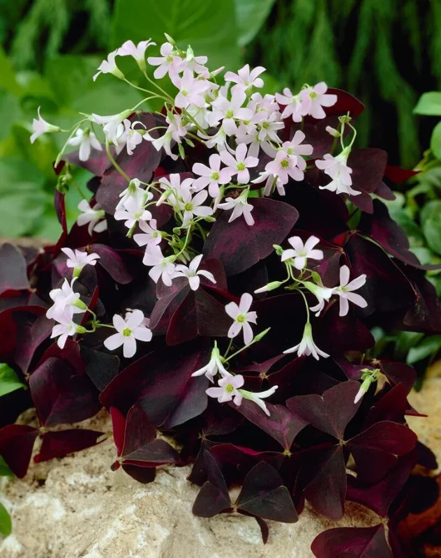 Oxalis Shamrock Live Plant – Deep Purple Foliage – Small – Edible Ground Cover Oxalis Shamrock Live Plant – Deep Purple Foliage – Small – Edible Ground Cover - Image 4