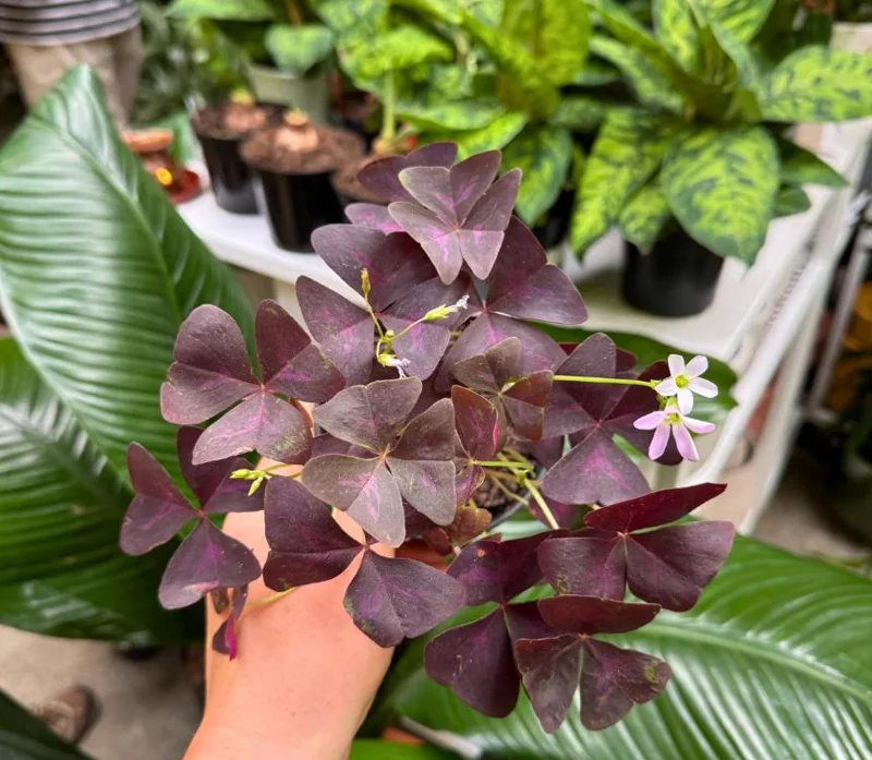 Oxalis Shamrock Live Plant – Deep Purple Foliage – Small – Edible Ground Cover Oxalis Shamrock Live Plant – Deep Purple Foliage – Small – Edible Ground Cover - Image 5