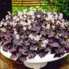 Oxalis Shamrock Live Plant – Deep Purple Foliage – Small – Edible Ground Cover - Image 1