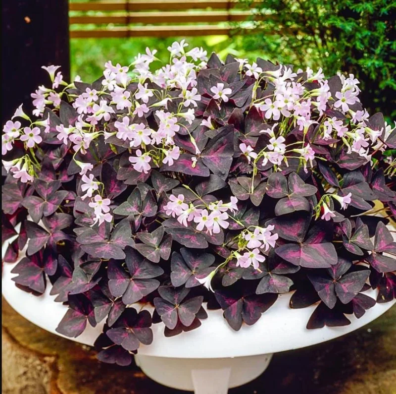 Oxalis Shamrock Live Plant – Deep Purple Foliage – Small – Edible Ground Cover - Image 1