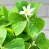 Oxalis Shamrock Live Plant – Small – Edible Ground Cover – Deep Shade Oxalis Shamrock Live Plant – Small – Edible Ground Cover – Deep Shade - Image 1