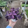 Oxalis Triangularis Live Plant – Purple Shamrock – 2in or 4in Pot – Indoor Foliage Plant - Image 1