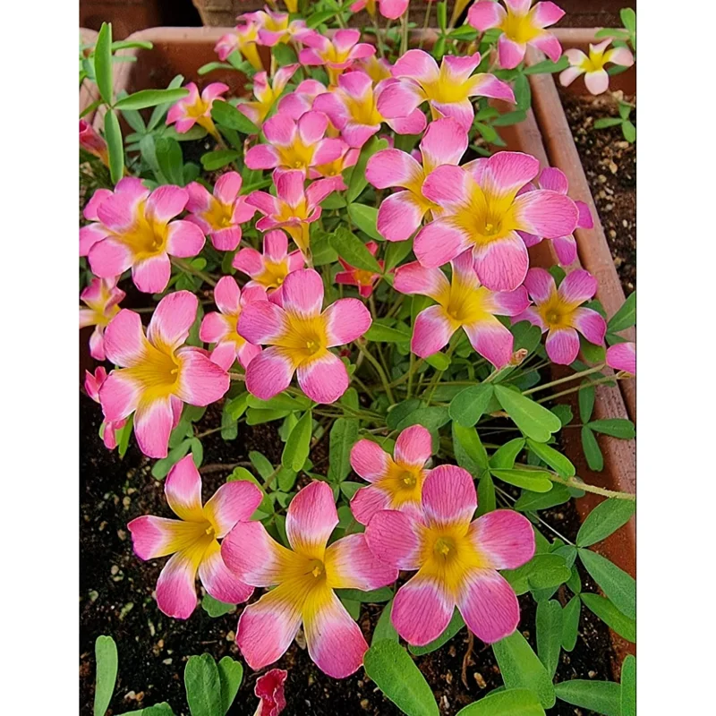 Oxalis versicolor Candybox Pomegranate Live Plant – 4" Pot – Indoor/Outdoor Oxalis versicolor Candybox Pomegranate Live Plant – 4" Pot – Indoor/Outdoor - Image 2