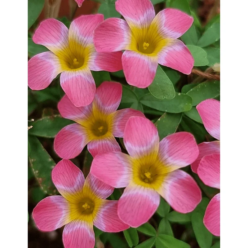 Oxalis versicolor Candybox Pomegranate Live Plant – 4" Pot – Indoor/Outdoor Oxalis versicolor Candybox Pomegranate Live Plant – 4" Pot – Indoor/Outdoor - Image 4