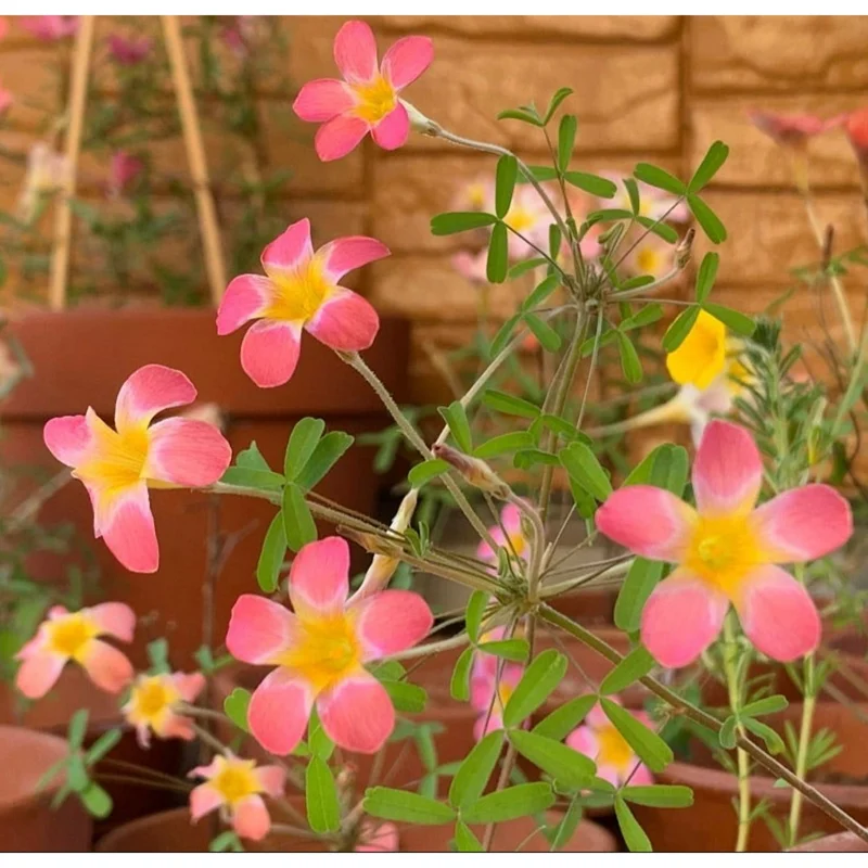 Oxalis versicolor Candybox Pomegranate Live Plant – 4" Pot – Indoor/Outdoor Oxalis versicolor Candybox Pomegranate Live Plant – 4" Pot – Indoor/Outdoor - Image 5