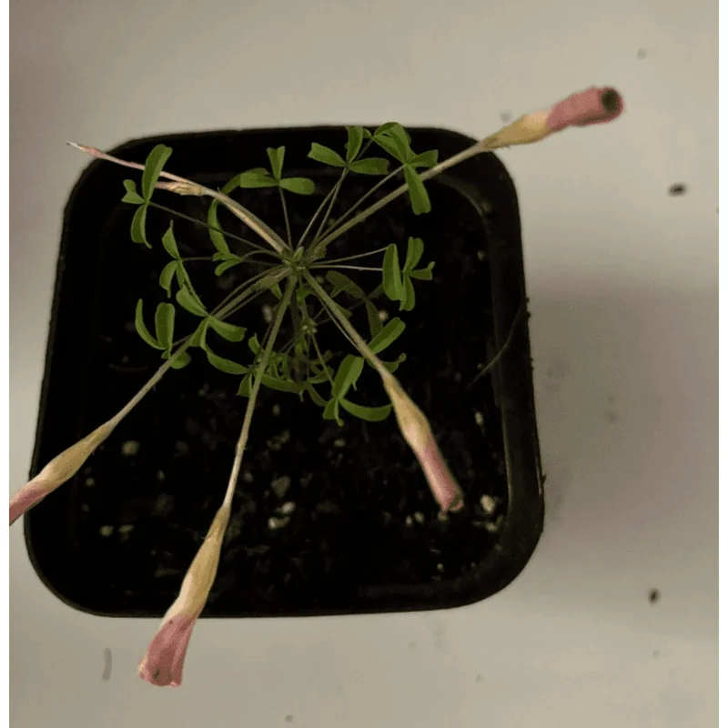 Oxalis versicolor Candybox Pomegranate Live Plant – 4" Pot – Indoor/Outdoor Oxalis versicolor Candybox Pomegranate Live Plant – 4" Pot – Indoor/Outdoor - Image 6