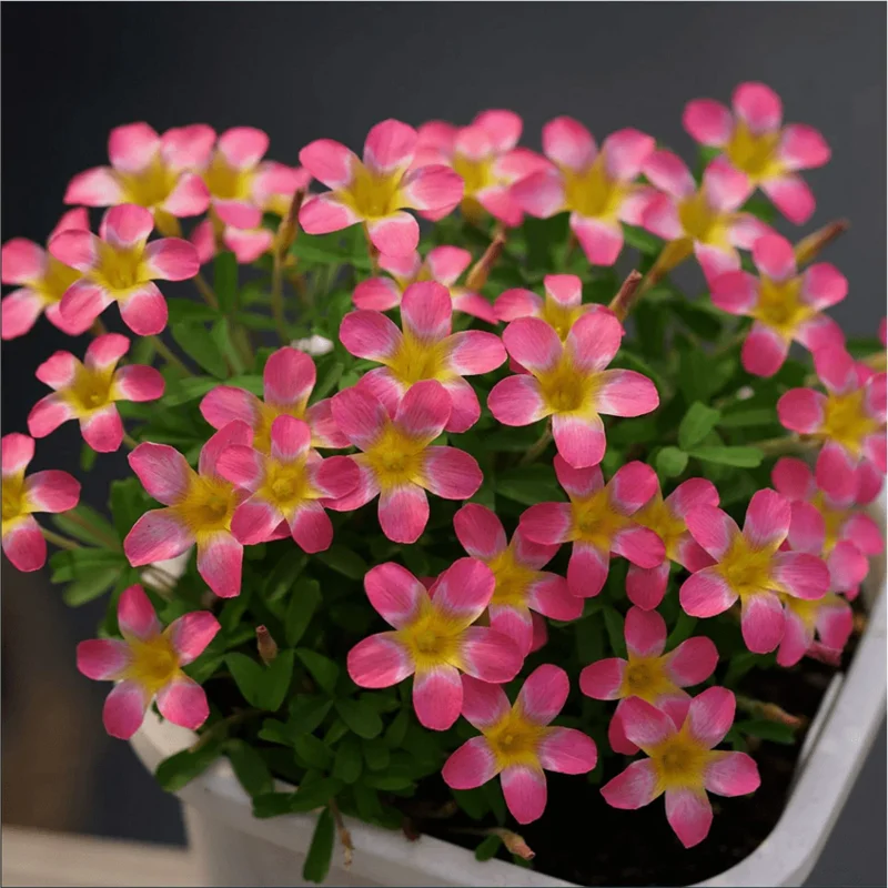 Oxalis versicolor Candybox Pomegranate Live Plant – 4" Pot – Indoor/Outdoor Oxalis versicolor Candybox Pomegranate Live Plant – 4" Pot – Indoor/Outdoor - Image 1