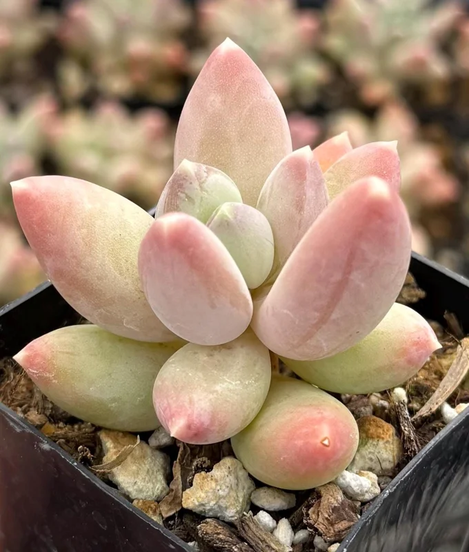 Pachyphytum Compactum Rose Succulent Live Plant - Little Jewel, Pink, 2 Inch Pot Pachyphytum Compactum Rose Succulent Live Plant - Little Jewel, Pink, 2 Inch Pot - Image 2