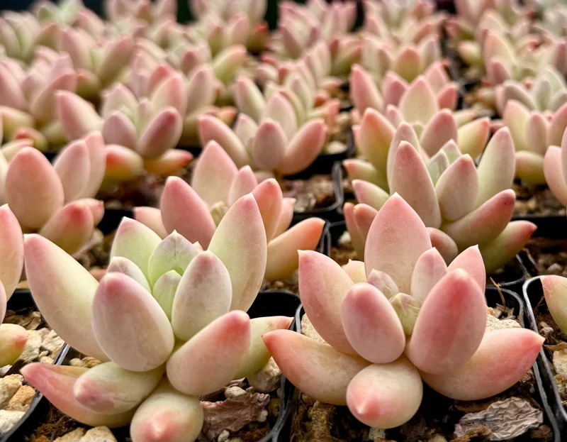 Pachyphytum Compactum Rose Succulent Live Plant - Little Jewel Pink, 2 Inch Pot Pachyphytum Compactum Rose Succulent Live Plant - Little Jewel Pink, 2 Inch Pot - Image 1