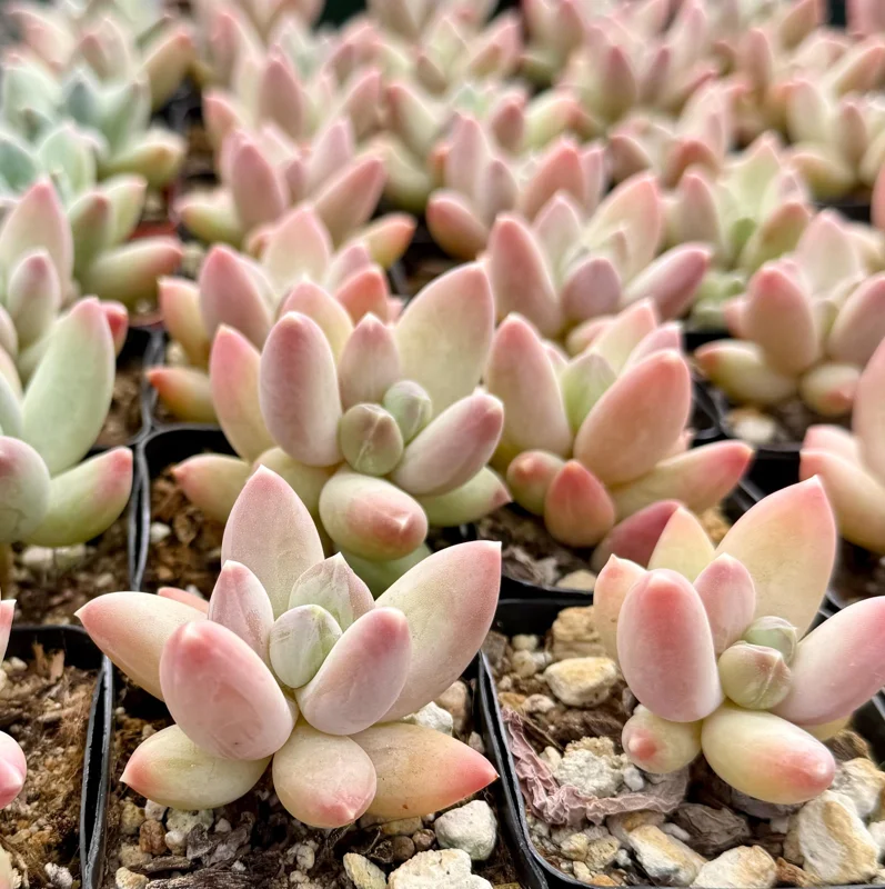Pachyphytum Compactum Rose Succulent Live Plant - Little Jewel, Pink, 2 Inch Pot Pachyphytum Compactum Rose Succulent Live Plant - Little Jewel, Pink, 2 Inch Pot - Image 3