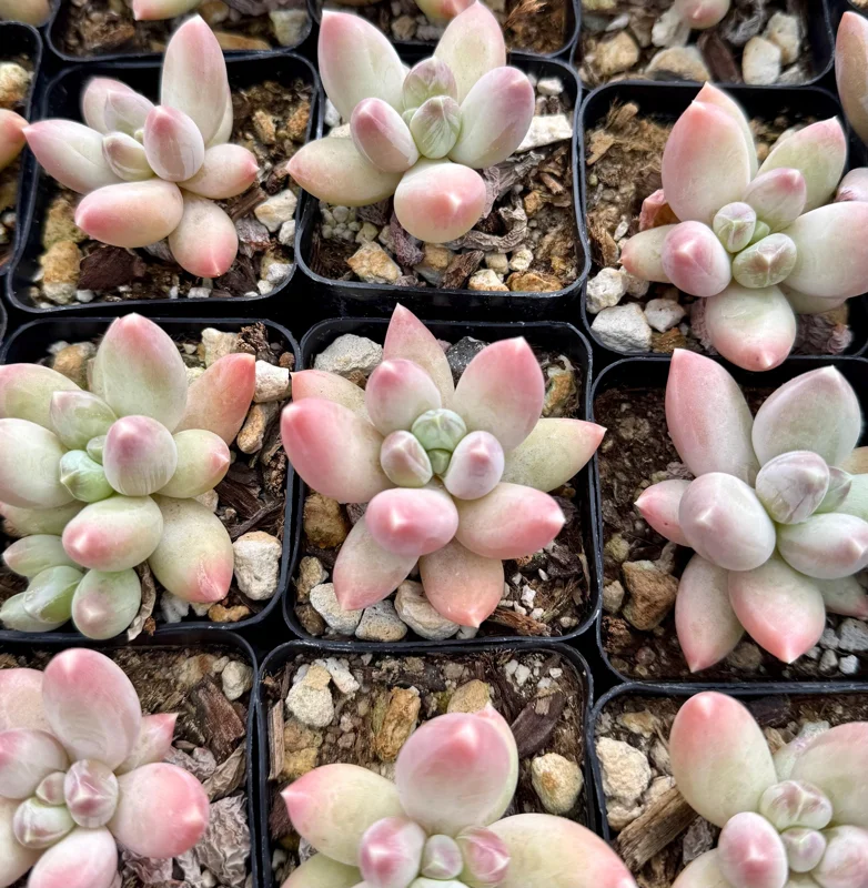 Pachyphytum Compactum Rose Succulent Live Plant - Little Jewel Pink, 2 Inch Pot Pachyphytum Compactum Rose Succulent Live Plant - Little Jewel Pink, 2 Inch Pot - Image 4