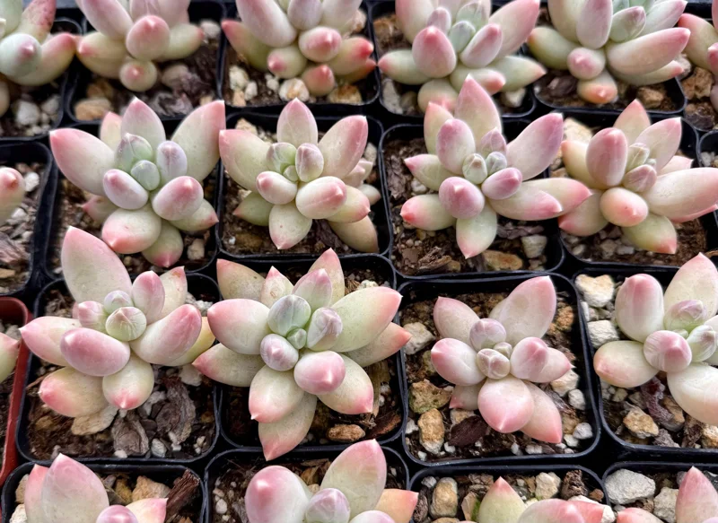 Pachyphytum Compactum Rose Succulent Live Plant - Little Jewel, Pink, 2 Inch Pot Pachyphytum Compactum Rose Succulent Live Plant - Little Jewel, Pink, 2 Inch Pot - Image 5
