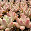 Pachyphytum Compactum Rose Succulent Live Plant - Little Jewel, Pink, 2 Inch Pot - Image 1