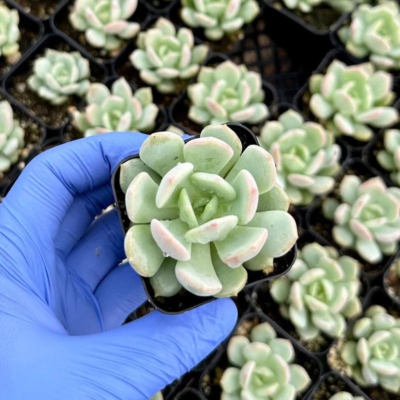 Pachyveria 'Draco' Succulent Live Plant - 2 Inch Pot - Blue-Green Rosettes Pachyveria 'Draco' Succulent Live Plant - 2 Inch Pot - Blue-Green Rosettes - Image 3