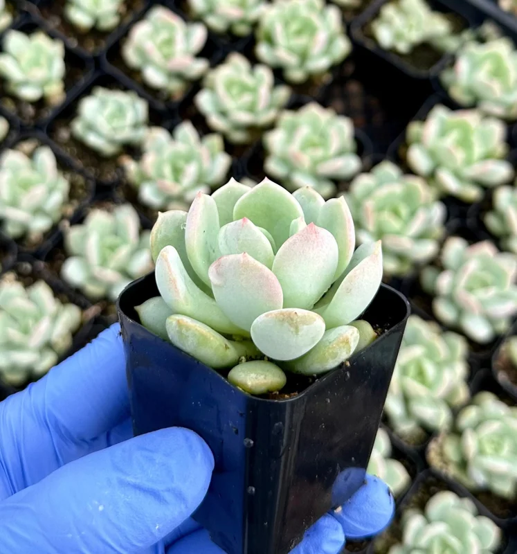 Pachyveria 'Draco' Succulent Live Plant - 2 Inch Pot - Blue-Green Rosettes - Image 1