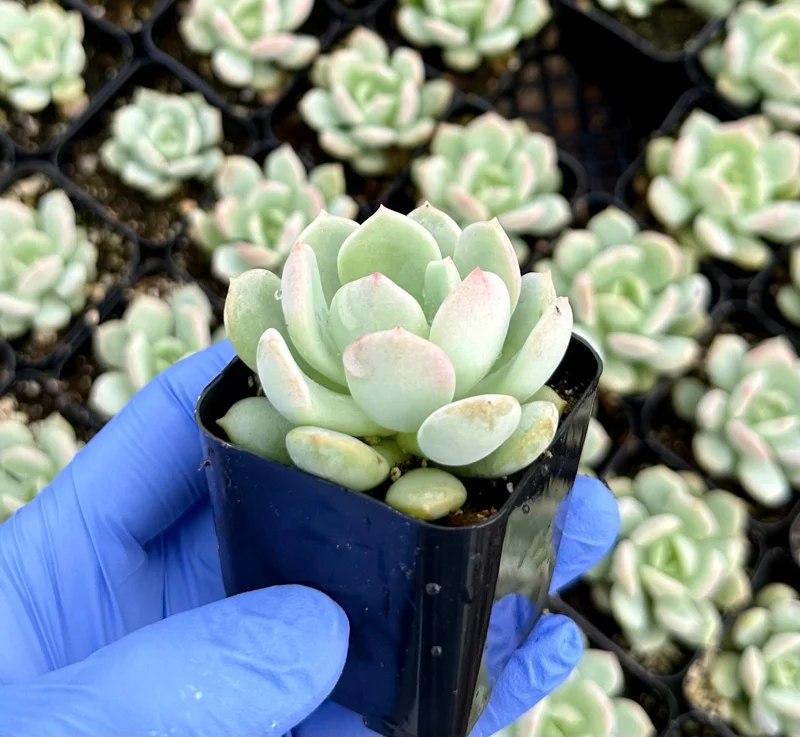 Pachyveria Draco Succulent Live Plant 2 Inch Pot - Easy Care Hybrid - Image 2