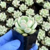 Pachyveria Draco Succulent Live Plant 2 Inch Pot - Easy Care Hybrid - Image 1