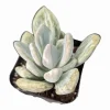 Pachyveria Variegata Succulent Live Plant – 2 Inch Pot – Indoor/Outdoor Pachyveria Variegata Succulent Live Plant – 2 Inch Pot – Indoor/Outdoor - Image 1