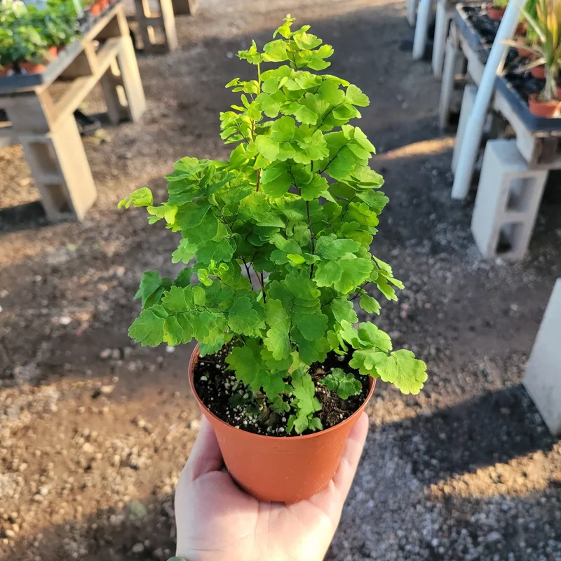 Pacific Maidenhair Fern Live Plant – Adiantum monocolor – 2in or 4in Pot – Indoor Foliage Pacific Maidenhair Fern Live Plant – Adiantum monocolor – 2in or 4in Pot – Indoor Foliage - Image 3