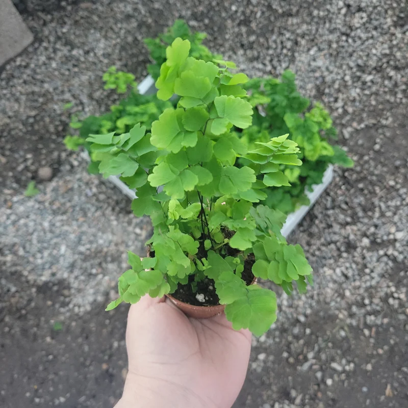 Pacific Maidenhair Fern Live Plant – Adiantum monocolor – 2in or 4in Pot – Indoor Foliage Pacific Maidenhair Fern Live Plant – Adiantum monocolor – 2in or 4in Pot – Indoor Foliage - Image 5