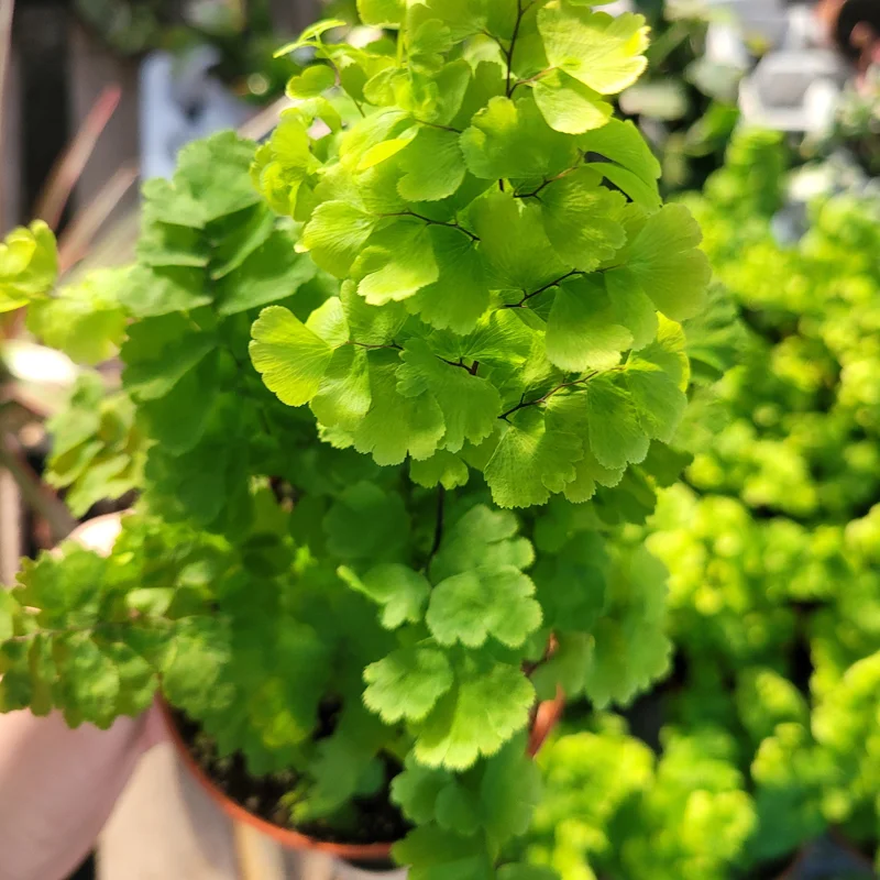 Pacific Maidenhair Fern Live Plant – Adiantum monocolor – 2in or 4in Pot – Indoor Foliage Pacific Maidenhair Fern Live Plant – Adiantum monocolor – 2in or 4in Pot – Indoor Foliage - Image 6